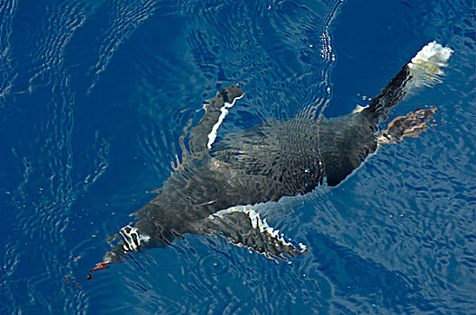 巴布亚企鹅,企鹅,成年,游泳,水下,库珀湾,南乔治亚,大西洋