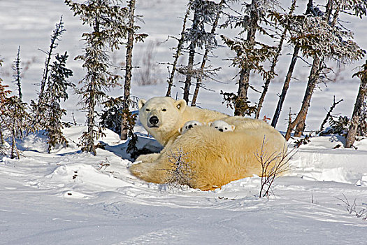 加拿大,曼尼托巴,瓦普斯克国家公园,北极熊,幼兽,凝视,上方,身体