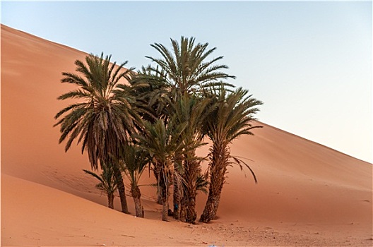 海枣,树,撒哈拉沙漠,摩洛哥,非洲