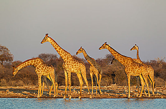 南非,长颈鹿,会面,水潭,夜光,埃托沙国家公园,纳米比亚,非洲