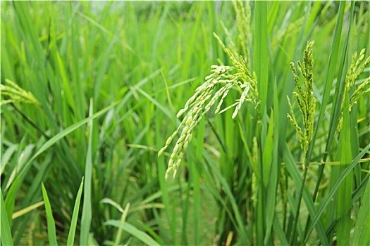 绿色,稻田,稻米