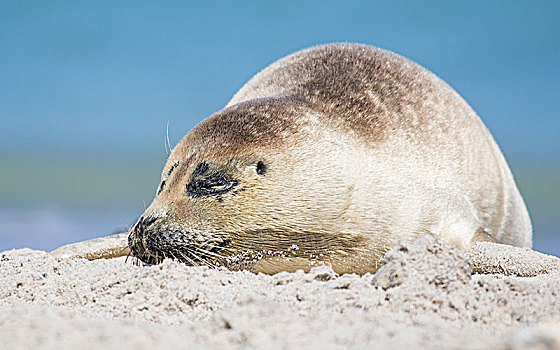 斑海豹,躺着,海滩,小动物,沙丘,岛屿,德国,欧洲