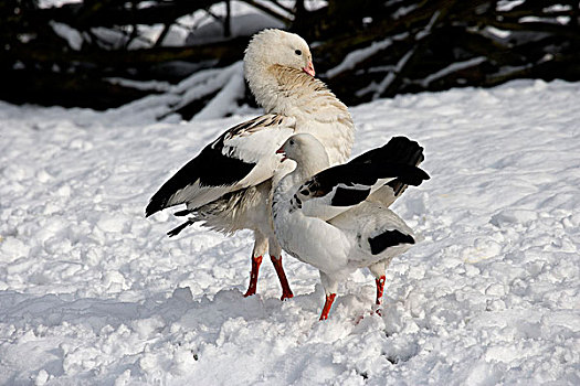 安第斯,鹅,一对,站立,雪