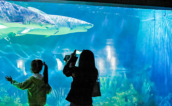 海洋公园鲨鱼水族馆