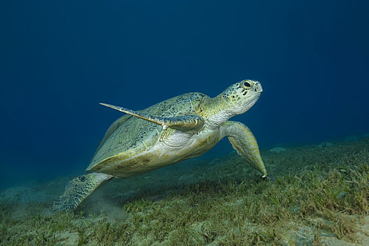 绿海龟,龟类,游泳,上方,沙,仰视,深海,红海,埃及,非洲