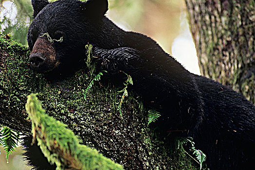 黑熊,美洲黑熊,睡觉,铁杉,树,不列颠哥伦比亚省,加拿大