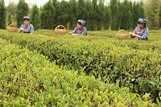 春季茶园采茶忙