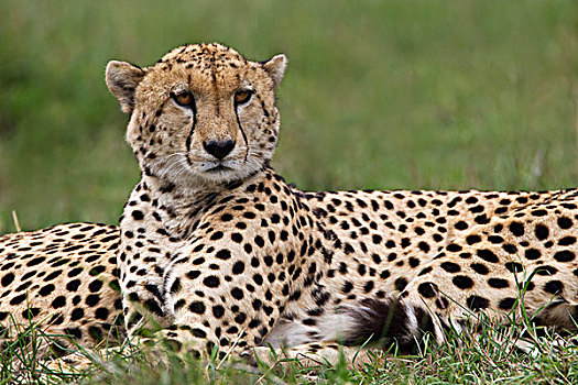 印度豹,休息,马赛马拉,肯尼亚