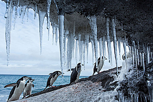 南极,南设得兰群岛,帽带企鹅,阿德利企鹅属,走,冰柱,悬挂,下方,悬垂,欺骗岛