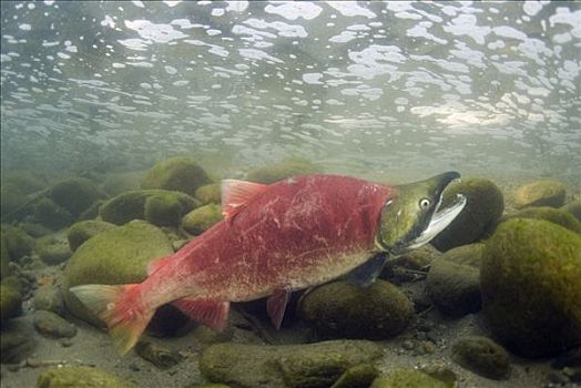 红大马哈鱼,红鲑鱼,奋力,向上,河,产卵,不列颠哥伦比亚省,加拿大