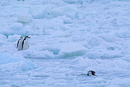 库克群岛,岛屿,帽带企鹅,走,上方,浮冰