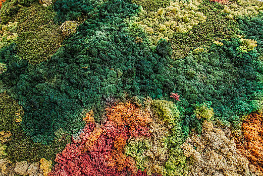 苔藓,不同,彩色,树林