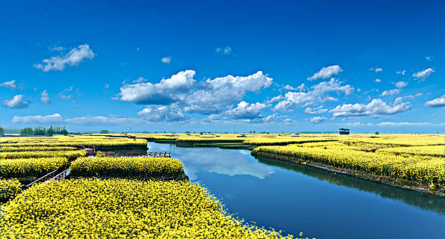 江苏省兴化市垛田油菜花自然生态景观