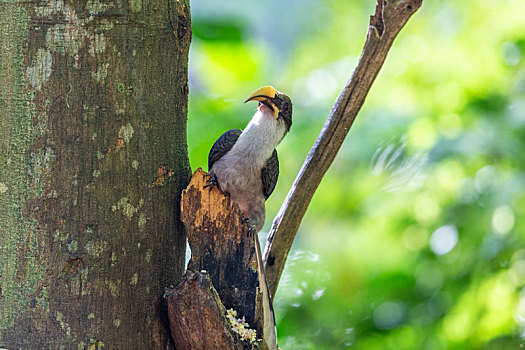 斯里兰卡生活在密林树洞中的灰犀鸟