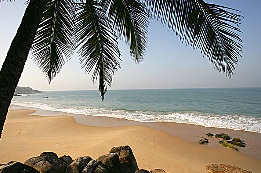 棕榈树,空,海滩