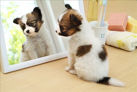 蝴蝶犬,小狗,坐,正面,镜子