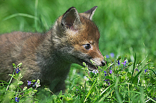 红狐,狐属,幼仔,花,诺曼底