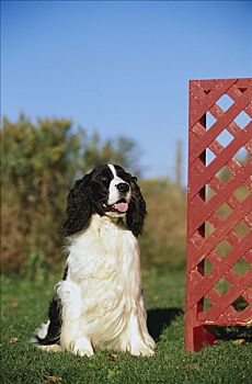 英国史宾格犬,狗,坐,旁侧,栅栏