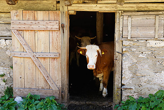 母牛,山地牧场,小屋,罗森塔尔,卡林西亚,奥地利,欧洲