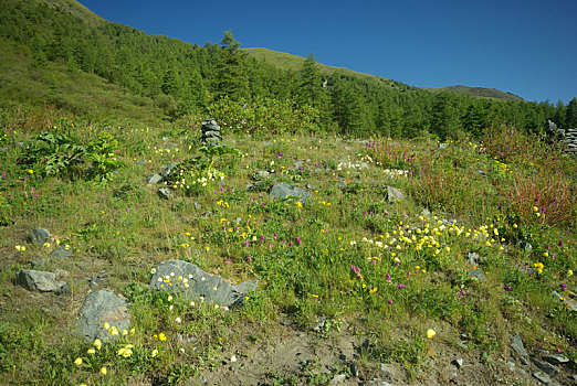 漂亮,山,花,植物,山脉