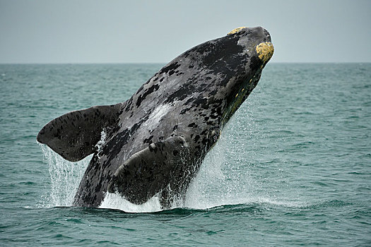 南露脊鲸,鲸跃,跳跃,室外,水,大西洋,纳米比亚,非洲