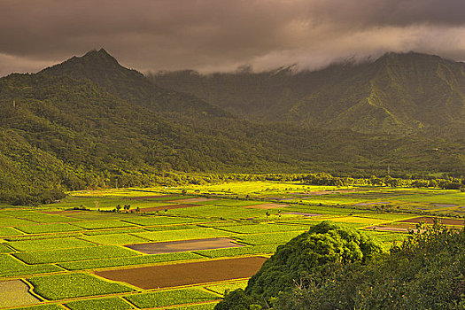 芋头,作物,地点,考艾岛,夏威夷,美国