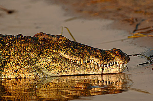 尼罗河,鳄鱼,成年,头像,寇柏河,博茨瓦纳,非洲