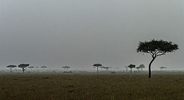 风暴,雨,上方,马赛马拉,肯尼亚,非洲,大幅,尺寸