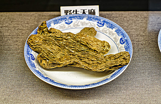 中草藥天麻