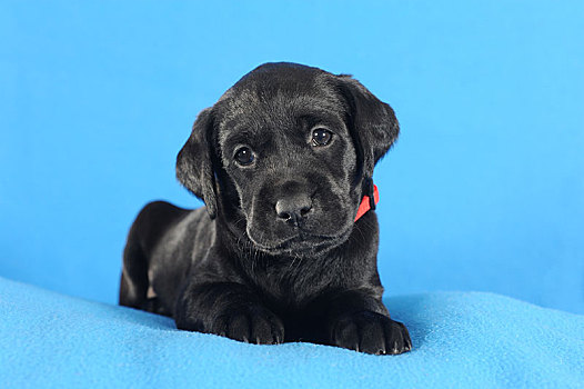 拉布拉多犬,黑色,小狗,5星期大,躺着,蓝色,毯子,奥地利,欧洲