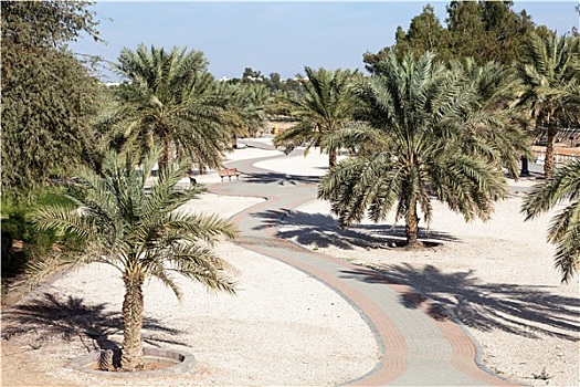棕榈树,城市公园,酋长国,阿布扎比,阿联酋