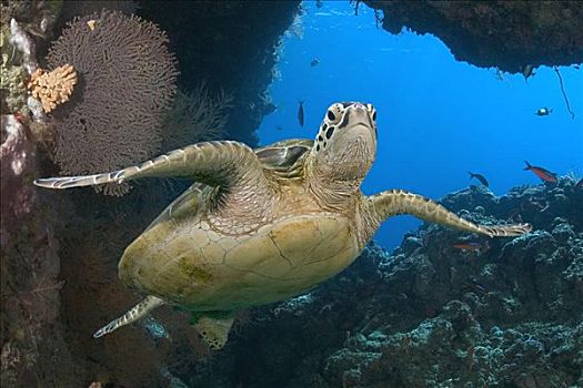 马来西亚,西巴丹岛,绿海龟,龟类,珊瑚礁