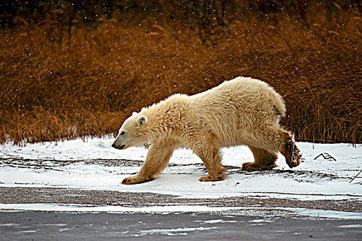 北极熊,走,雪中,丘吉尔市,哈得逊湾,曼尼托巴,加拿大