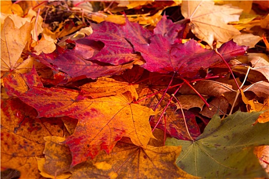 彩色,鲜明,背景,秋天,秋叶