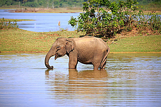 斯里兰卡人,象属,成年,雄性,水,喝,国家公园,斯里兰卡,亚洲