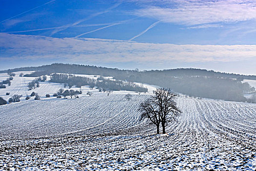 冬季风景,靠近,白色,喀尔巴阡山脉地区,防护,风景,区域,南方,摩拉维亚,捷克共和国,欧洲
