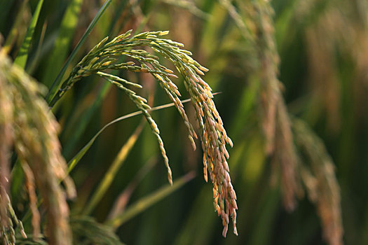 水稻,稻穗