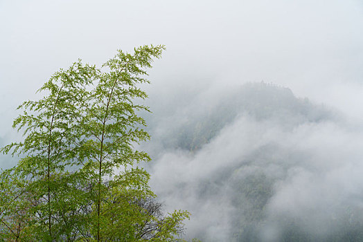 安徽黄山石潭春天风光