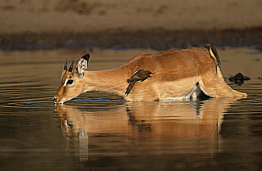 黑斑羚,喝,水潭,克鲁格国家公园,南非,非洲