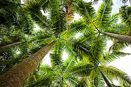 尼维斯岛,棕榈树