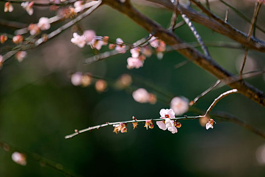 梅花特写