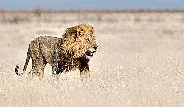 狮子,成年,走,高草,埃托沙国家公园,纳米比亚,非洲