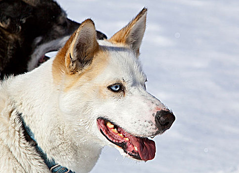 肖像,雪橇狗,领着,狗,阿拉斯加,哈士奇犬,喘气,冰冻,育空河,育空地区,加拿大