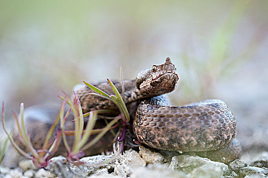 有角,毒蛇,雌性,区域,保加利亚,欧洲