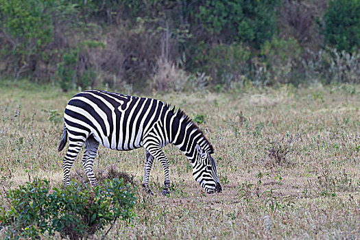 一个,平原斑马,马,礼物,侧视图,觅食,食物,草地,阿鲁沙,国家公园,坦桑尼亚