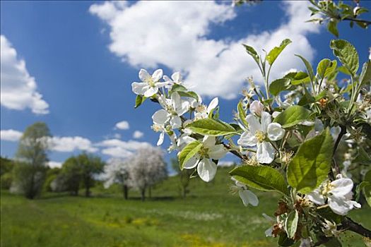 春景,花,苹果树,靠近,地区,捷克共和国,欧洲