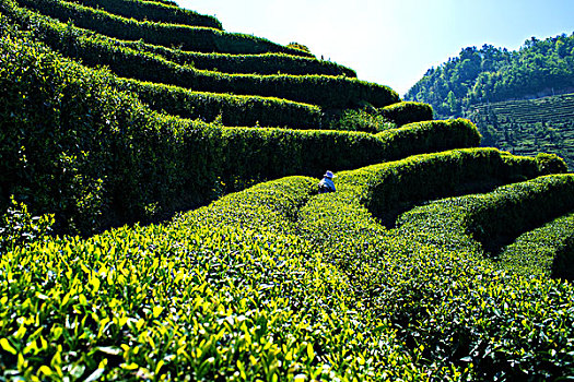 茶園風景風光圖片_茶園風景風光圖片大全_茶園風景風光圖片素材