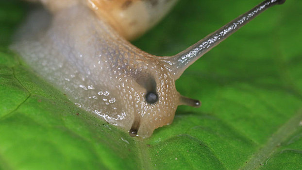 微距蜗牛