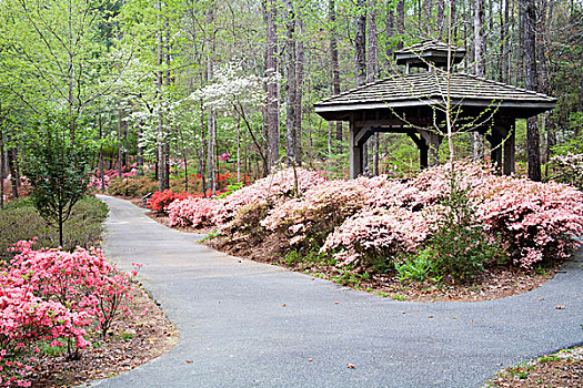 美国,乔治亚,松树,山,道路,杜鹃花,杜鹃属植物,围绕,露台