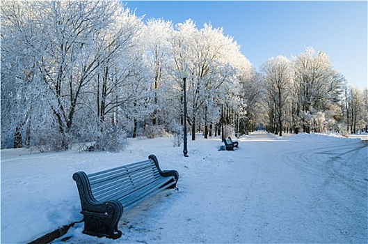 漂亮,城市公园,树,遮盖,白霜